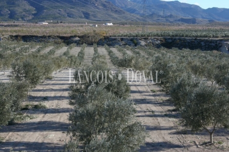 Purchena. Almería. Finca de olivos en venta.