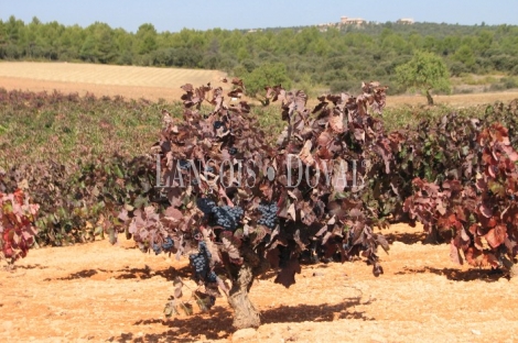 La Manchuela Alta. Cuenca. Finca coto de caza en venta.