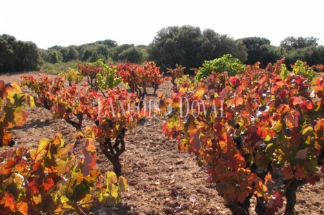 La Manchuela Alta. Cuenca. Finca coto de caza en venta.