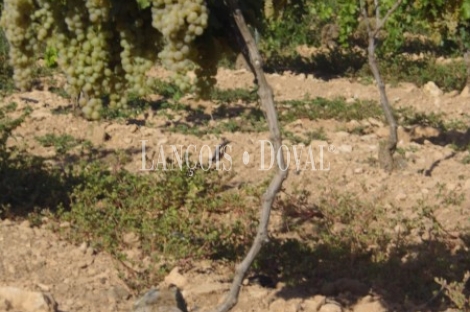 Tomelloso. Ciudad Real. Bodega en plena producción y viñedo en venta.