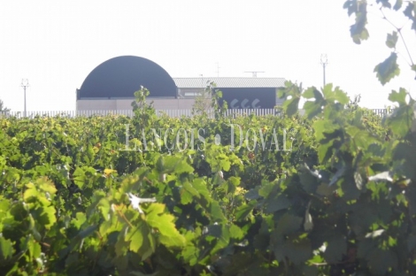 Tomelloso. Ciudad Real. Bodega en plena producción y viñedo en venta.