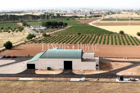 Tomelloso. Ciudad Real. Bodega en plena producción y viñedo en venta.