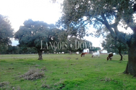 Vecinos. Salamanca. Finca rústica y ganadera en venta.