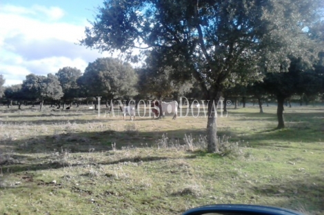 Vecinos. Salamanca. Finca rústica y ganadera en venta.