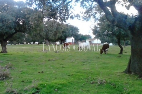 Venta Finca Rustica Y Ganadera Vecinos Salamanca