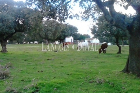 Vecinos. Salamanca. Finca rústica y ganadera en venta.