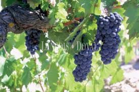 Jerez de La Frontera. Cádiz. Bodegas y viñedos en venta.