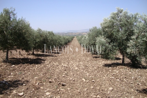 Antequera. Málaga. Finca olivar en venta.