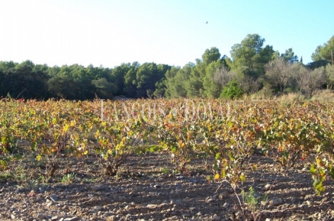 Finca con casa señorial y casa rural en venta. Valls. Tarragona