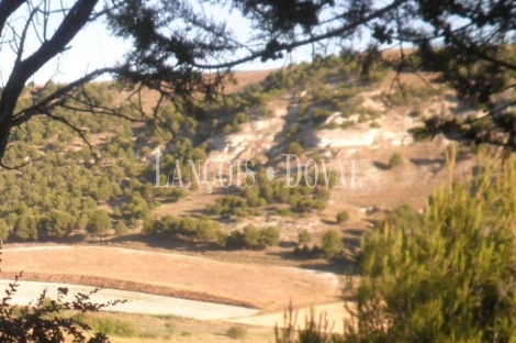 Finca y casa rural en venta. Pago de la Ladera de Valderrobledo. Palencia.