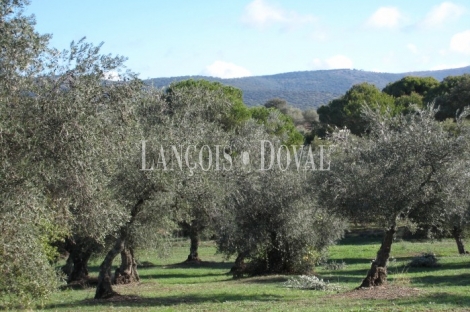 Finca olivar y antiguo lagar en venta. Trujillo. Cáceres.