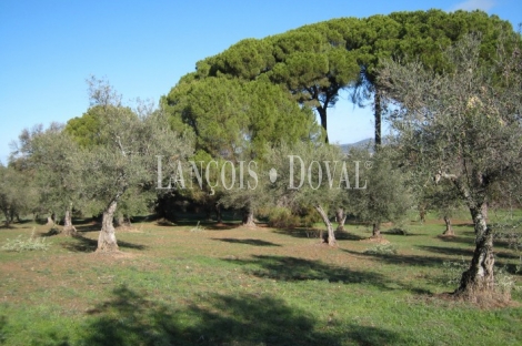 Finca olivar y antiguo lagar en venta. Trujillo. Cáceres.