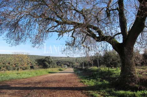 Cortijo y finca en venta. Santisteban del Puerto. Jaén.