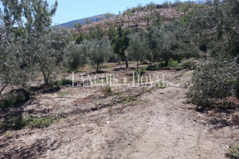 Cortijo antigua almazara en venta. Sierra Nevada. Abrucena. Almería