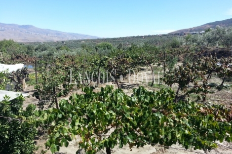 Cortijo antigua almazara en venta. Sierra Nevada. Abrucena. Almería