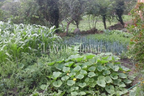 Oia. Torroña. Pontevedra. Finca y casa rural en venta