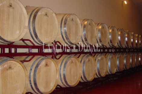 Bodega exportadora de vinos en venta. Ciudad Real.