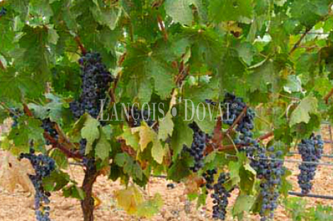 Bodega exportadora de vinos en venta. Ciudad Real.