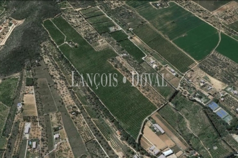 Finca explotación cítricos en venta. Amposta. Tarragona.