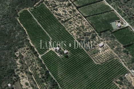 Finca explotación cítricos en venta. Amposta. Tarragona.