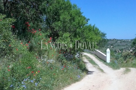 Madrid.  Finca Rústica olivar en venta. Villarejo de Salvanés.