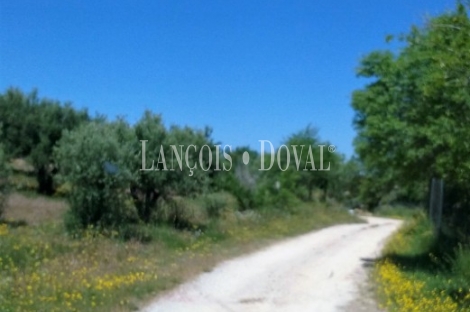 Madrid.  Finca Rústica olivar en venta. Villarejo de Salvanés.