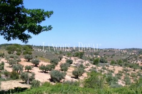 Madrid.  Finca Rústica olivar en venta. Villarejo de Salvanés.