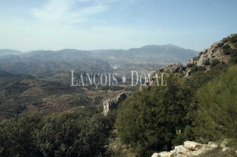 Jaén. Venta finca caza menor con alojamientos turísticos. Arburniel. Sierra Mágina.