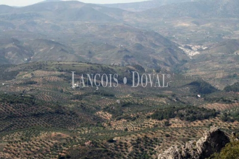 Jaén. Venta finca caza menor con alojamientos turísticos. Arburniel. Sierra Mágina.