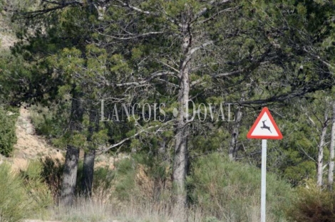 Jaén. Venta finca caza menor con alojamientos turísticos. Arburniel. Sierra Mágina.