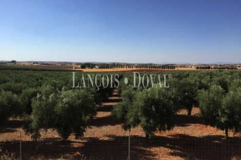 Finca de recreo olivar y cultivo en venta. Ciudad Real.