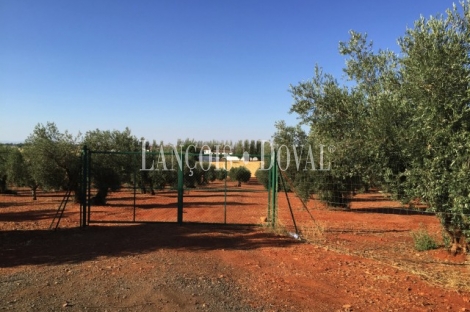 Finca de recreo olivar y cultivo en venta. Ciudad Real.