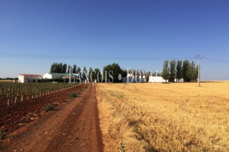 Finca de recreo olivar y cultivo en venta. Ciudad Real.