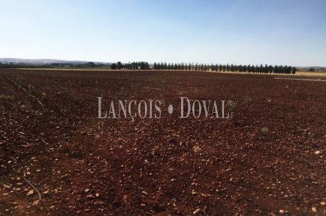 Finca de recreo olivar y cultivo en venta. Ciudad Real.