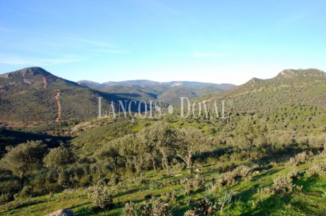 Sierra Morena. Dehesa con cortijo en venta. Finca de caza mayor y menor. Vilches. Jaén.