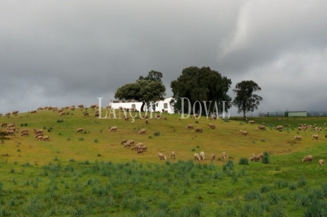 Sierra Morena. Dehesa con cortijo en venta. Finca de caza mayor y menor. Vilches. Jaén.