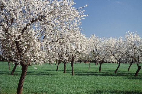 Venta fincas almendros en producción. Zaragoza.