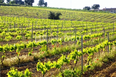 Almansa. Fincas y bodega ecológica en explotación. Viñedos, olivar y almendros.