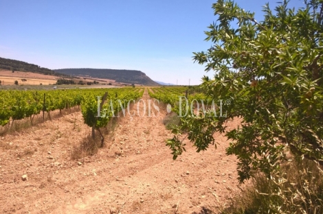 Almansa. Fincas y bodega ecológica en explotación. Viñedos, olivar y almendros.