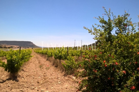 Almansa. Fincas y bodega ecológica en explotación. Viñedos, olivar y almendros.