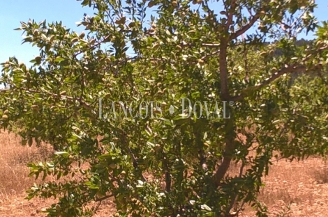 Almansa. Fincas y bodega ecológica en explotación. Viñedos, olivar y almendros.