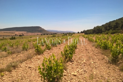 Almansa. Fincas y bodega ecológica en explotación. Viñedos, olivar y almendros.