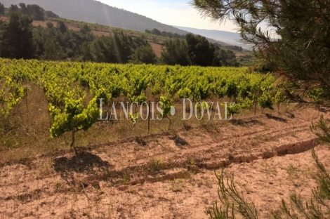 Almansa. Fincas y bodega ecológica en explotación. Viñedos, olivar y almendros.