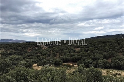 Soria. Finca y coto de caza en venta. Monte de encina.