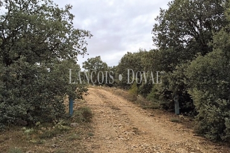 Soria. Finca y coto de caza en venta. Monte de encina.