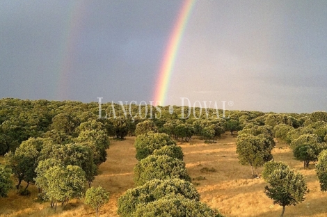 Soria. Finca y coto de caza en venta. Monte de encina.