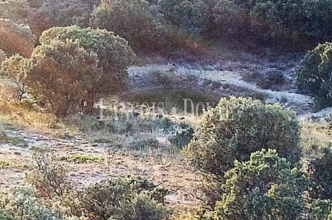 Soria. Finca y coto de caza en venta. Monte de encina.