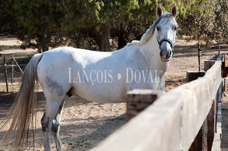 Finca ecuestre en venta. Toledo