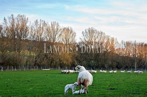 Burgos. Exclusiva finca de recreo en venta, eventos y agrícola. Zona de caza.