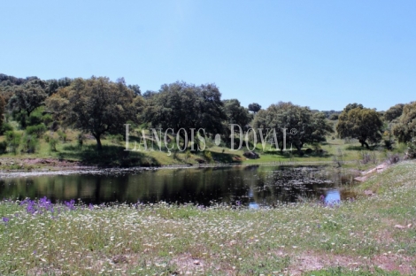 Cáceres. Dehesa en venta. Coto de caza mayor y menor. Comarca de La Jara.